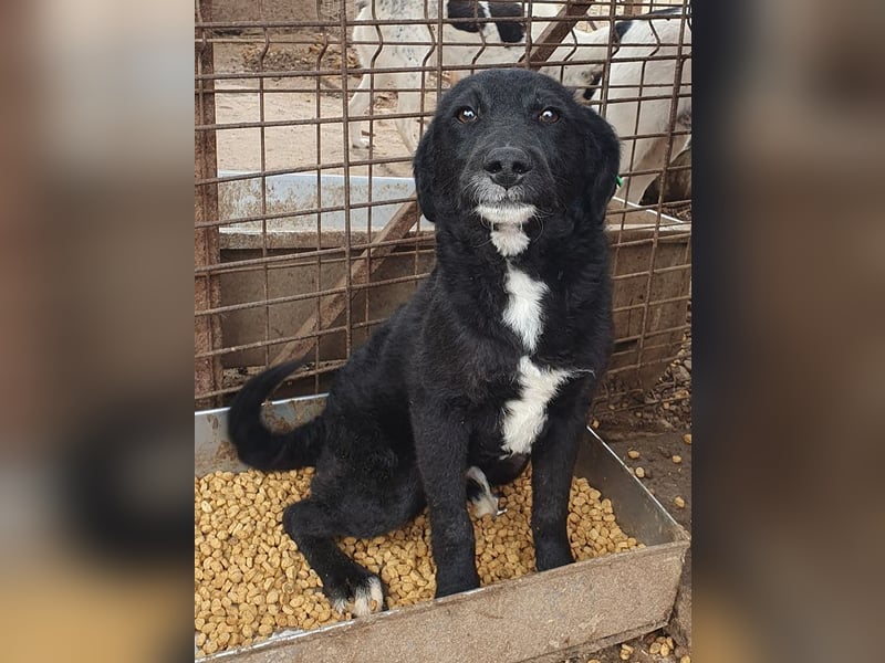 ♥KABO♥ wunderschöner, verschmuster toller Junior mit welligem Fell 41 cm (etwas wachsend)