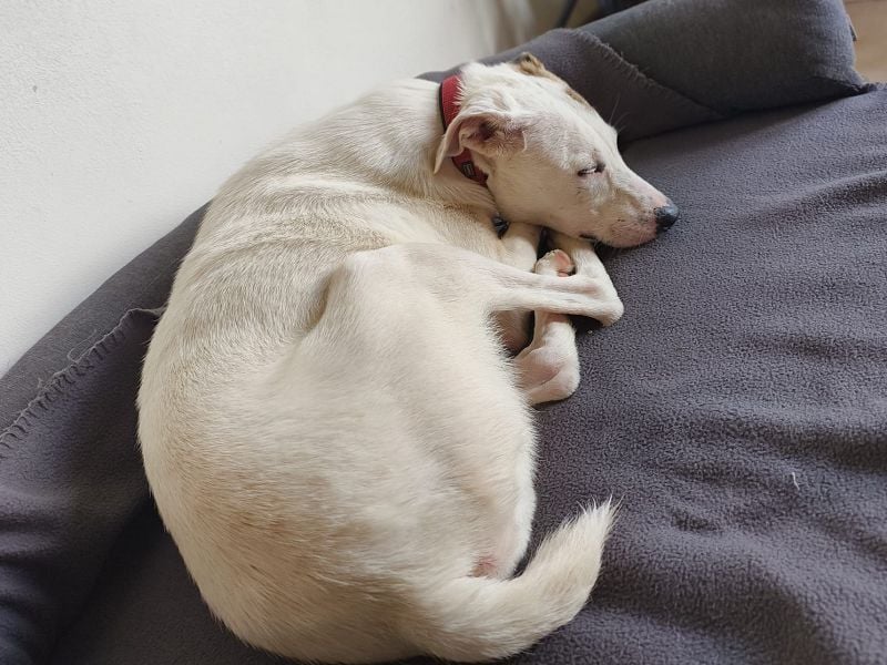 ♥FREDERIK♥ neu auf Pflegestelle bei Köln - wundervoller, menschenbezogener, ruhiger Jungrüde 50 cm