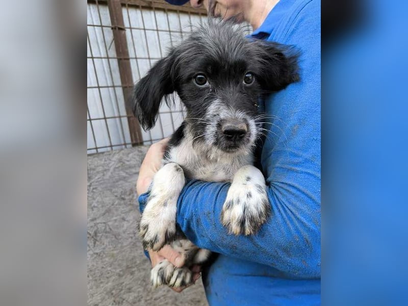 ♥LUDWIG♥ niedlicher, verspielter Junior, der von einem liebevollen Zuhause träumt 25-30cm (wachsend)