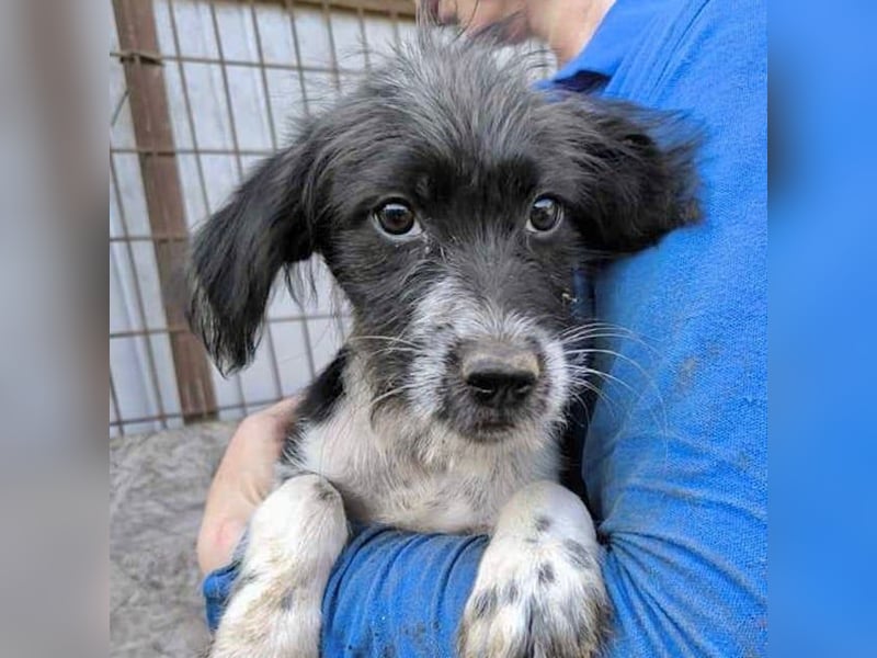♥LUDWIG♥ niedlicher, verspielter Junior, der von einem liebevollen Zuhause träumt 25-30cm (wachsend)