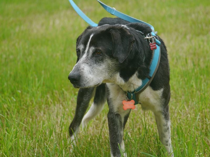 ♥LADI♥ am 13.7. bei "Tiere suchen ein Zuhause"-lieber, unkomplizierter und dankbarer Schmusebär 63cm