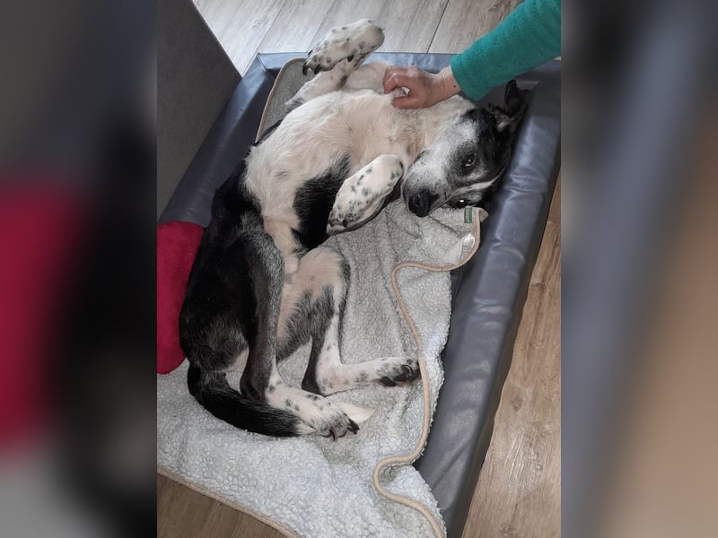 ♥LADI♥ auf Pflegestelle bei Köln - ganz lieber, unkomplizierter und dankbarer Schmusebär 63 cm
