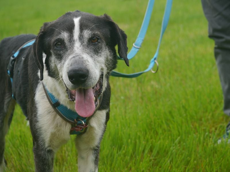 ♥LADI♥ am 13.7. bei "Tiere suchen ein Zuhause"-lieber, unkomplizierter und dankbarer Schmusebär 63cm