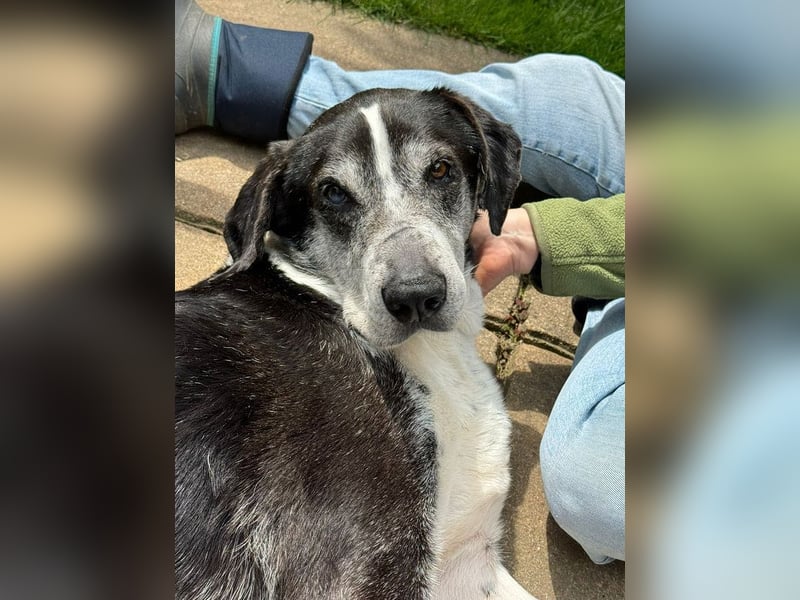 ♥LADI♥ am 13.7. bei "Tiere suchen ein Zuhause"-lieber, unkomplizierter und dankbarer Schmusebär 63cm