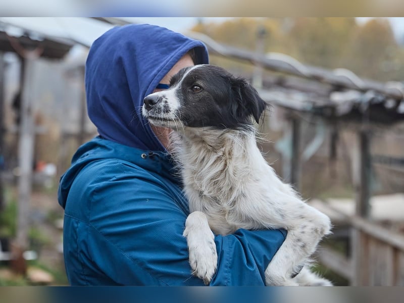 Zarter Hundebub Romeo❤️sucht Pflege- oder Endstelle