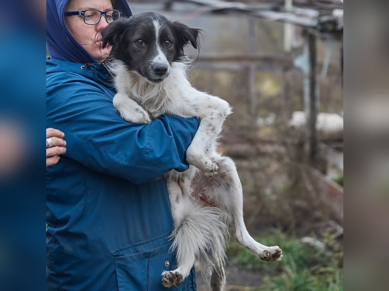 Zarter Hundebub Romeo❤️sucht Pflege- oder Endstelle