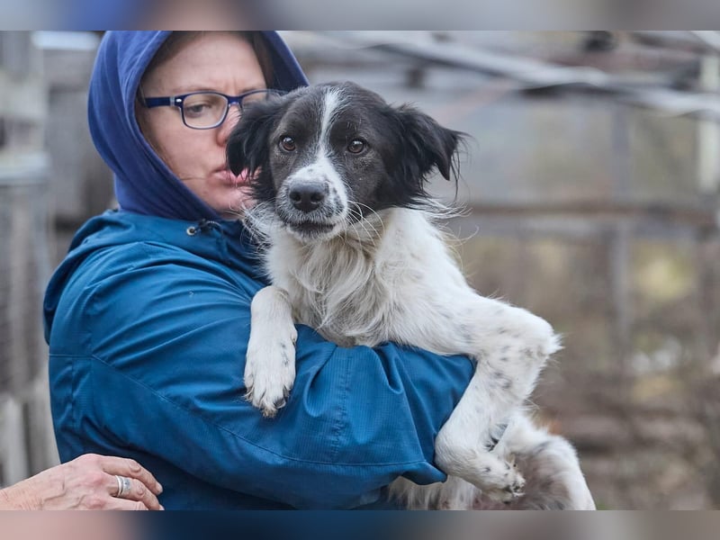 Zarter Hundebub Romeo❤️sucht Pflege- oder Endstelle