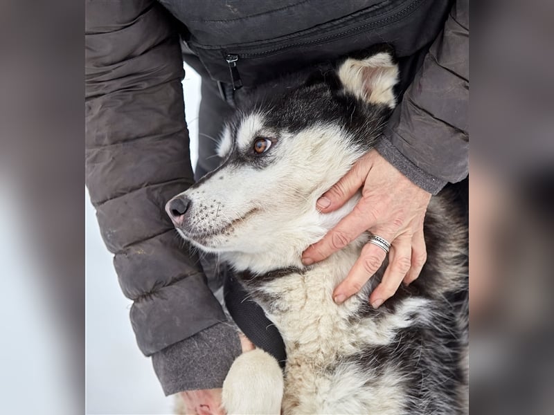 Viktor❤️Husky-Mix sucht sein Für-immer-Zuhause