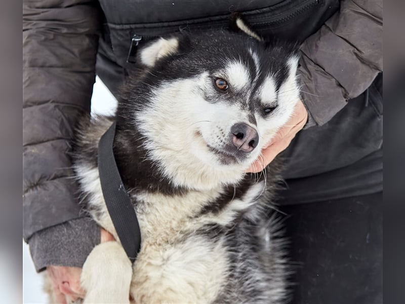 Viktor❤️Husky-Mix sucht sein Für-immer-Zuhause
