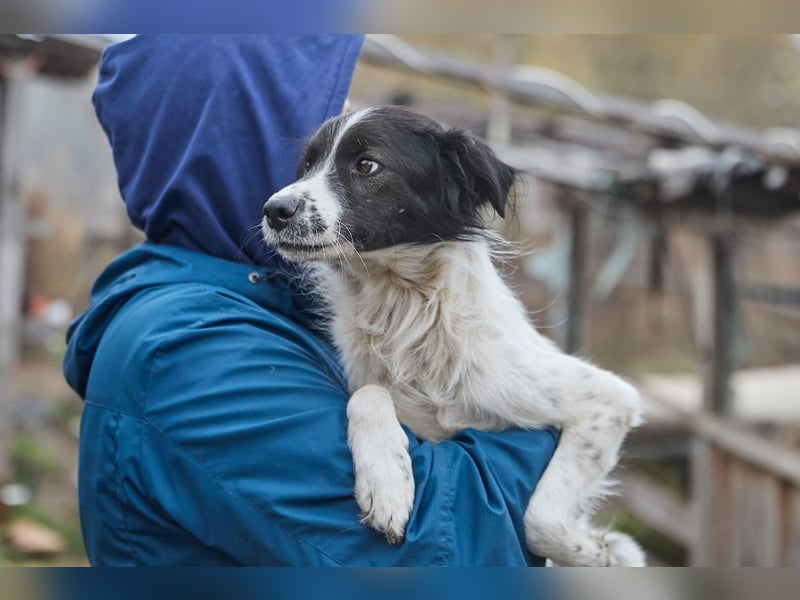 Zarter Hundebub Romeo❤️sucht Pflege- oder Endstelle