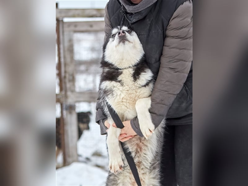 Viktor❤️Husky-Mix sucht sein Für-immer-Zuhause