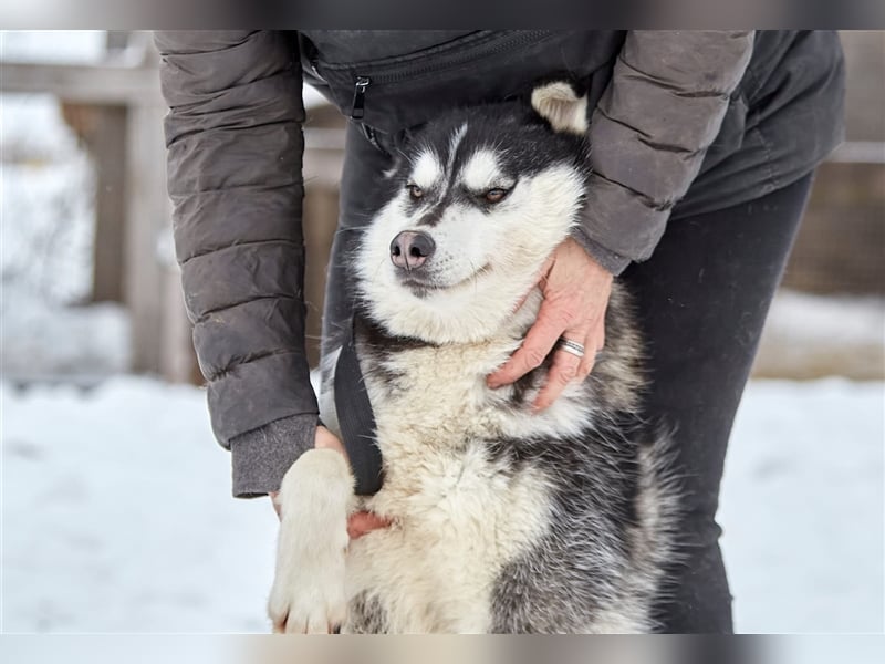 Viktor❤️Husky-Mix sucht sein Für-immer-Zuhause