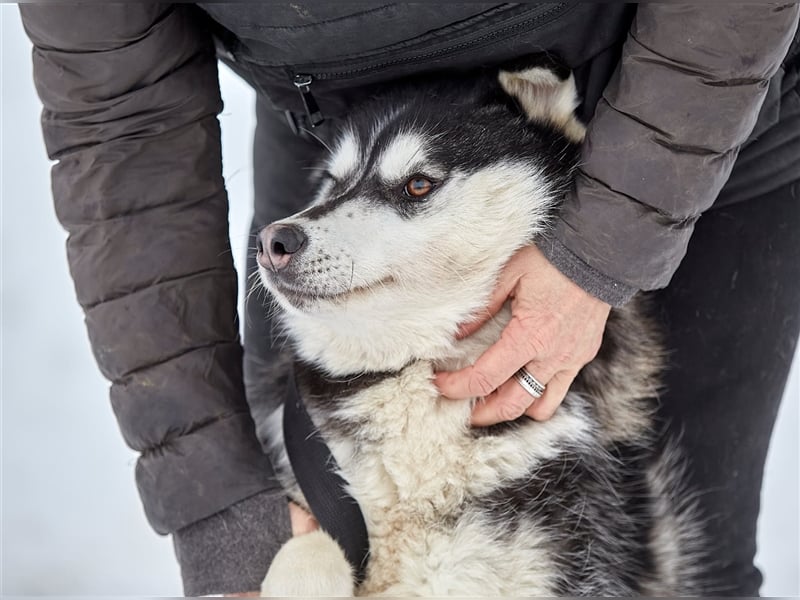 Viktor❤️Husky-Mix sucht sein Für-immer-Zuhause