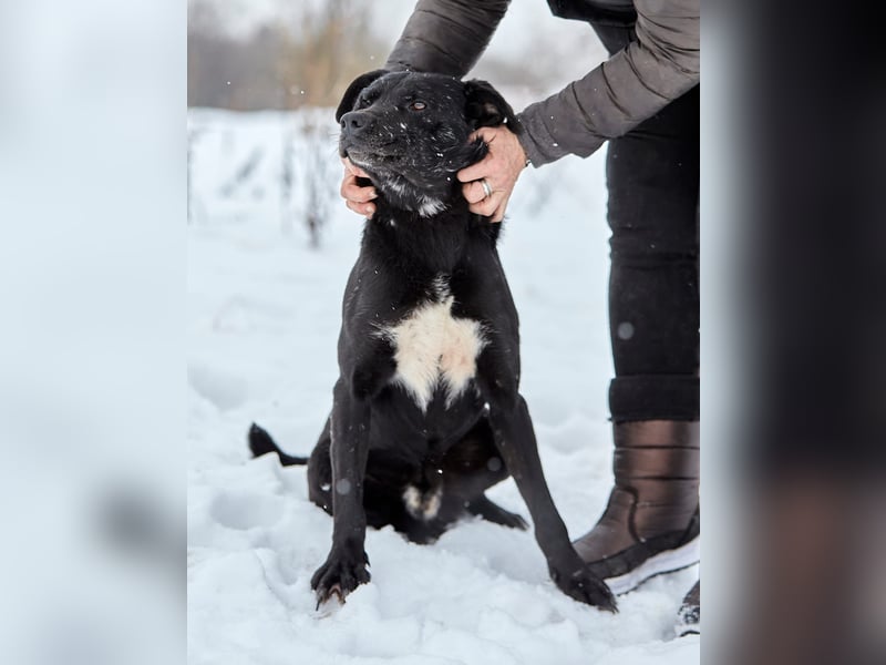 Süßer selbstbewusster Charakterhund Chunya ❤️ sucht eine Familie