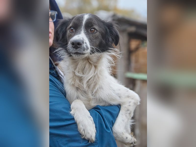 Zarter Hundebub Romeo❤️sucht Pflege- oder Endstelle