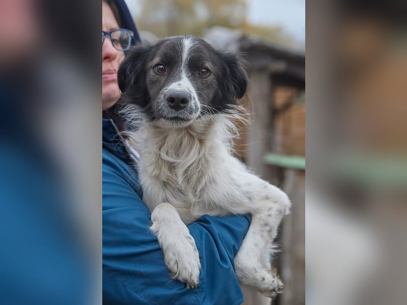Zarter Hundebub Romeo❤️sucht Pflege- oder Endstelle