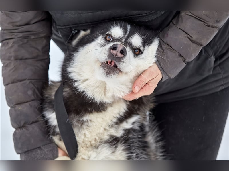 Viktor❤️Husky-Mix sucht sein Für-immer-Zuhause