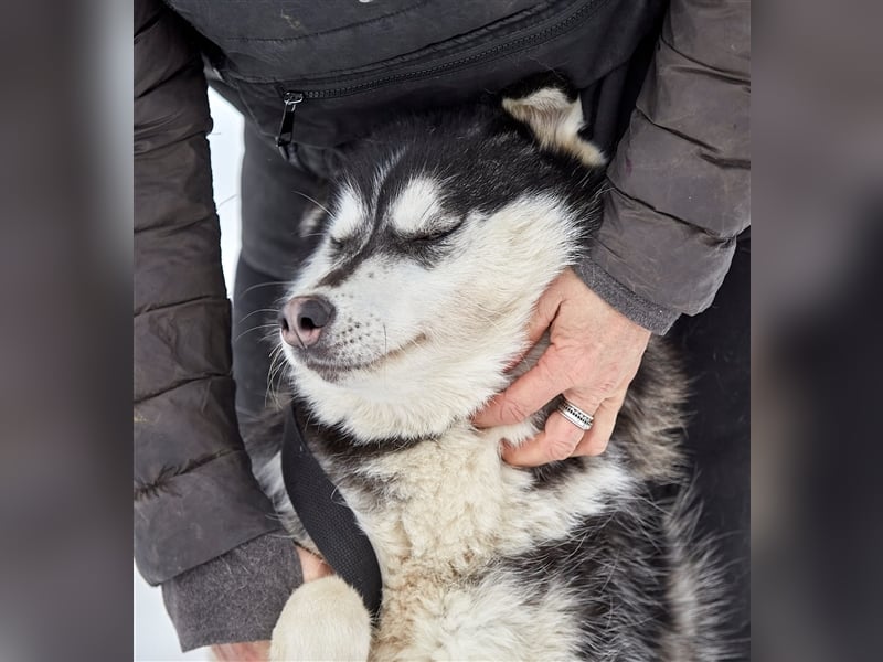 Viktor❤️Husky-Mix sucht sein Für-immer-Zuhause