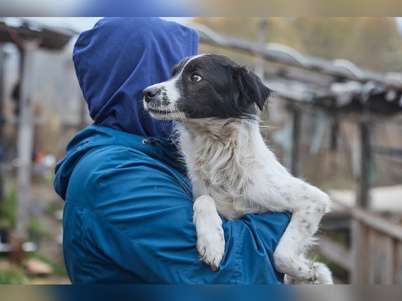 Zarter Hundebub Romeo❤️sucht Pflege- oder Endstelle
