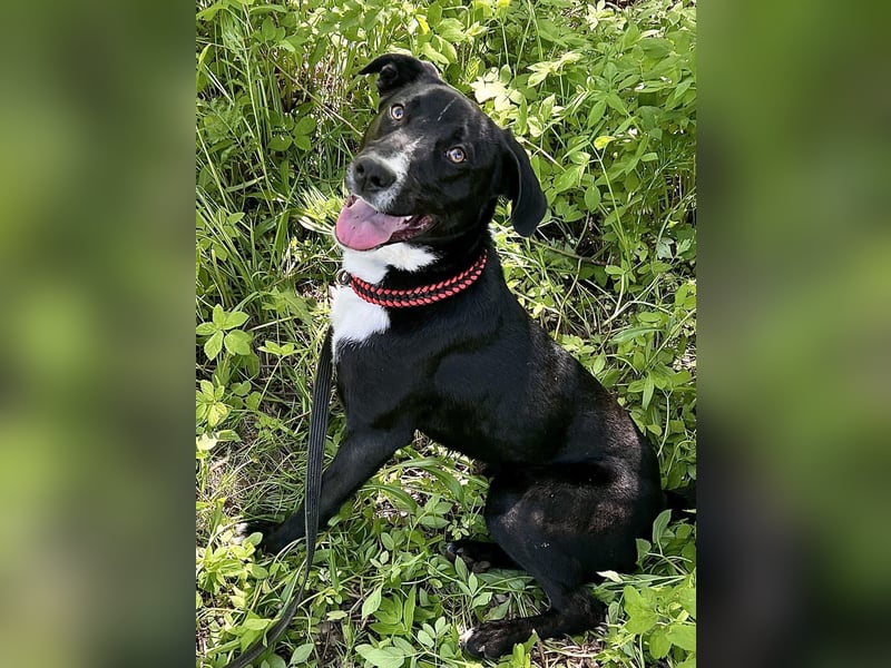 Fröhlicher Jungspund Agat❤️sucht aktives Zuhause