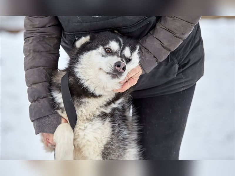 Viktor❤️Husky-Mix sucht sein Für-immer-Zuhause