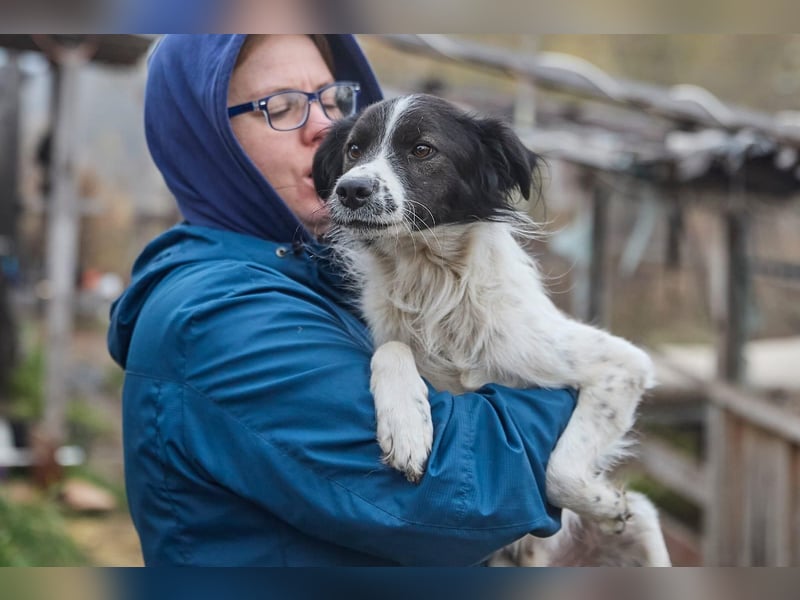 Zarter Hundebub Romeo❤️sucht Pflege- oder Endstelle
