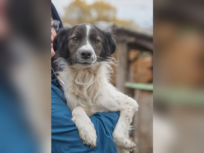 Zarter Hundebub Romeo❤️sucht Pflege- oder Endstelle