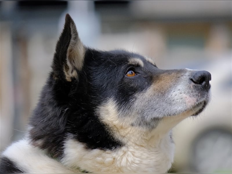 Bobby ❤️ möchte endlich das Tierheim gegen eine Familie tauschen