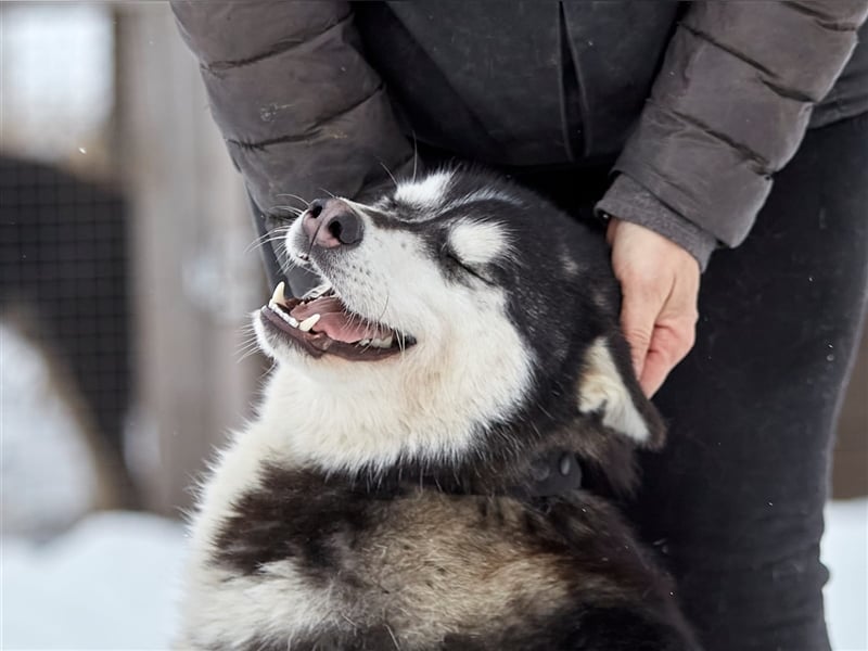 Viktor❤️Husky-Mix sucht sein Für-immer-Zuhause