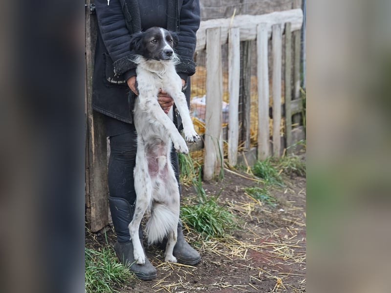 Zarter Hundebub Romeo❤️sucht Pflege- oder Endstelle
