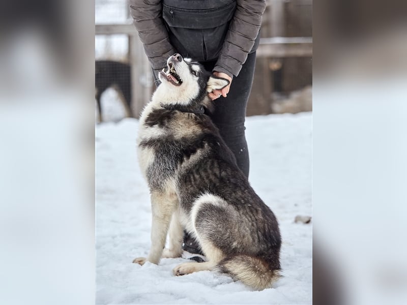 Viktor❤️Husky-Mix sucht sein Für-immer-Zuhause