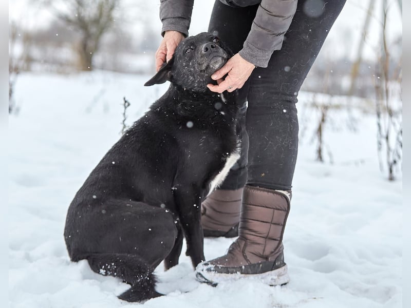 Süßer selbstbewusster Charakterhund Chunya ❤️ sucht eine Familie