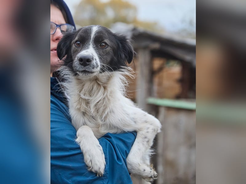 Zarter Hundebub Romeo❤️sucht Pflege- oder Endstelle