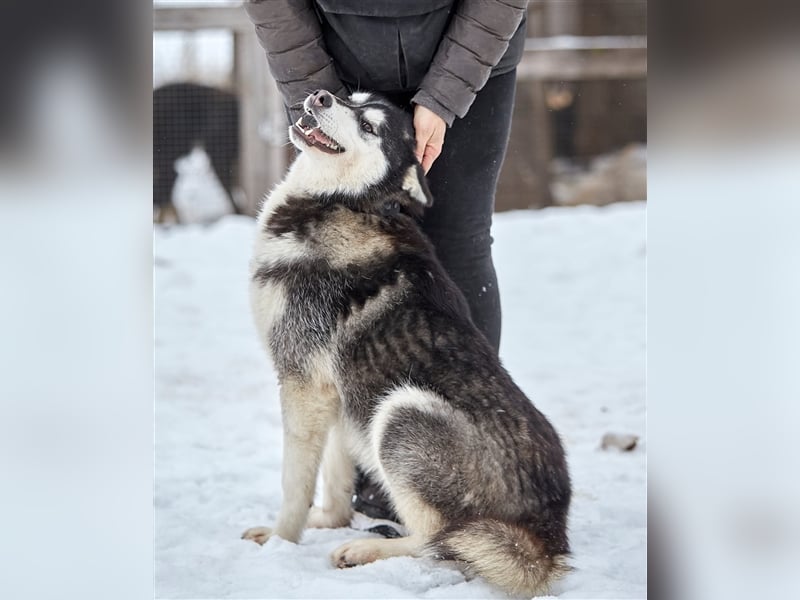 Viktor❤️Husky-Mix sucht sein Für-immer-Zuhause