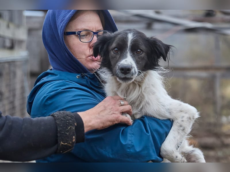 Zarter Hundebub Romeo❤️sucht Pflege- oder Endstelle