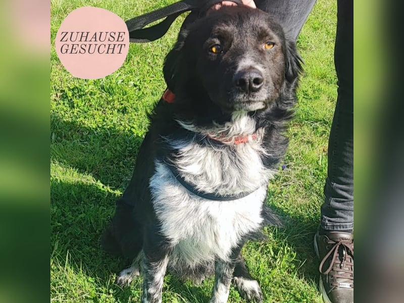 Bruno sucht sein Für-immer-Zuhause ❤️