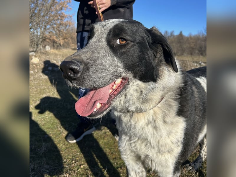 Bobi sucht ein liebevolles Zuhause❤️
