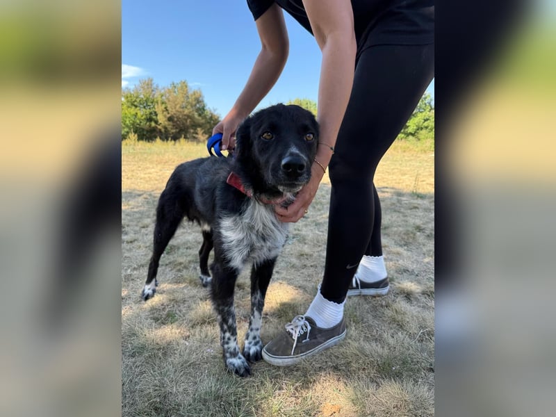 Süßfratz Bruno sucht sein Zuhause ❤️
