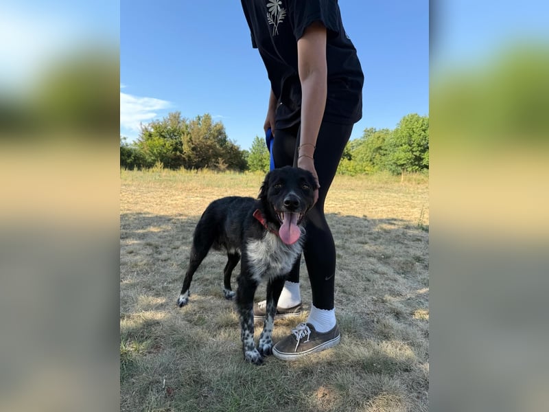 Süßfratz Bruno sucht sein Zuhause ❤️