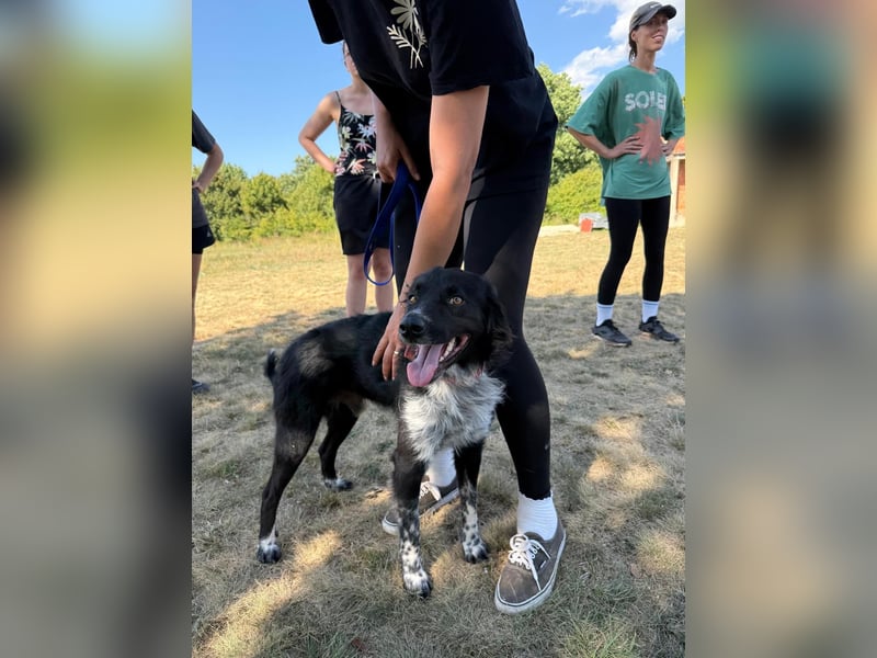 Süßfratz Bruno sucht sein Zuhause ❤️