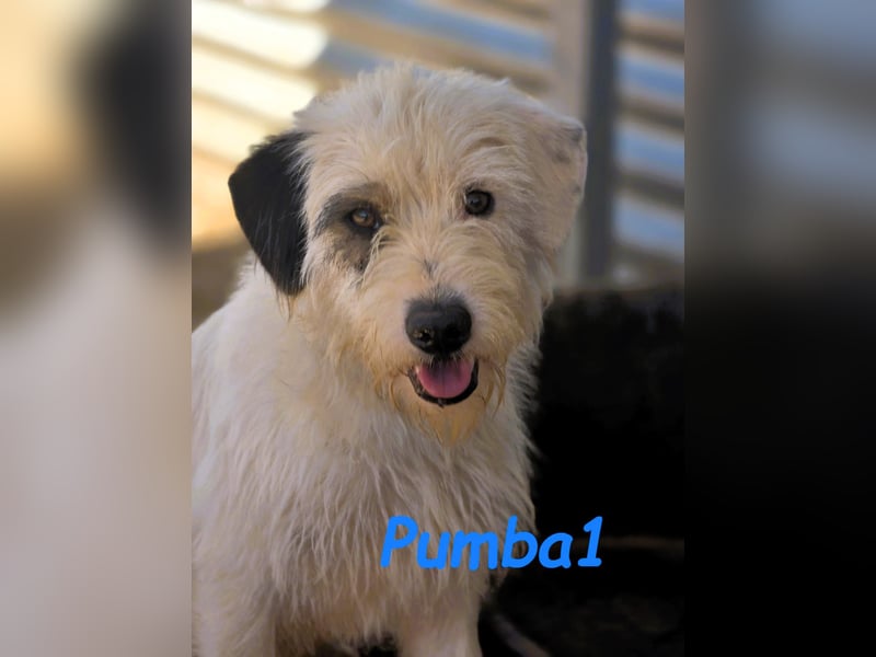 Pumba1 03/2024 (ESP) - sanfter, kleiner Wuschel sucht Menschen mit Empathie und Geduld!