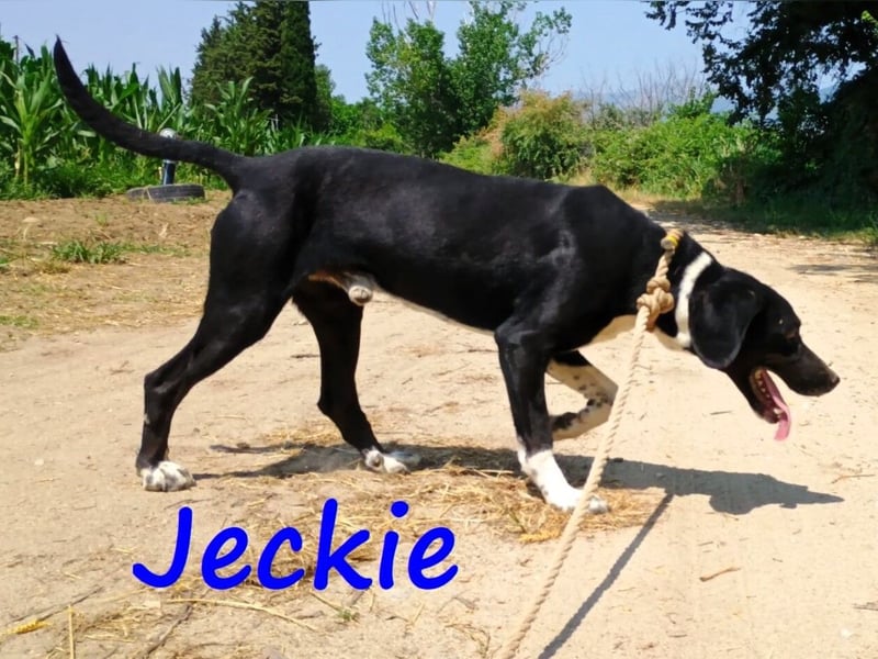 Jeckie geb. ca. 01/2021 (GRC) - ausgeglichener, lieber und wunderschöner Rüde!