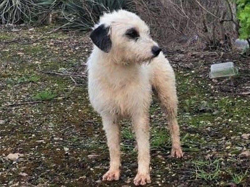 Pumba1 03/2024 (ESP) - sanfter, kleiner Wuschel sucht Menschen mit Empathie und Geduld!