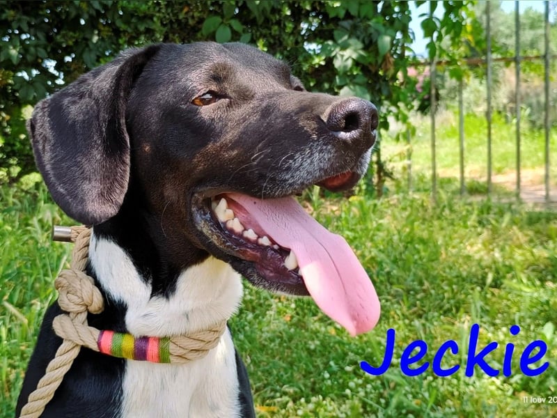 Jeckie geb. ca. 01/2021 (GRC) - ausgeglichener, lieber und wunderschöner Rüde!
