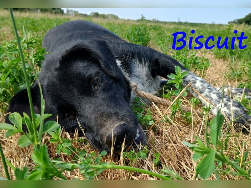 Biscuit geb. 08/2024 (GRC) - verspielter und verschmuster, ausgeglichener Junghund!