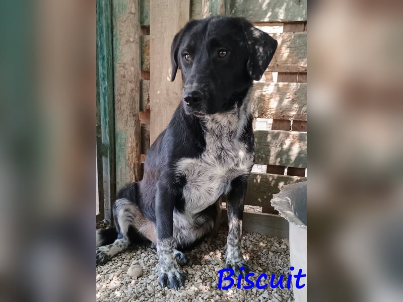 Biscuit geb. 08/2024 (GRC) - verspielter und verschmuster, ausgeglichener Junghund!