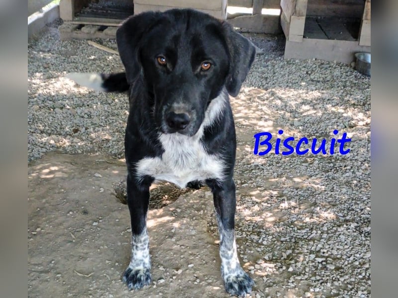 Biscuit geb. 08/2024 (GRC) - verspielter und verschmuster, ausgeglichener Junghund!