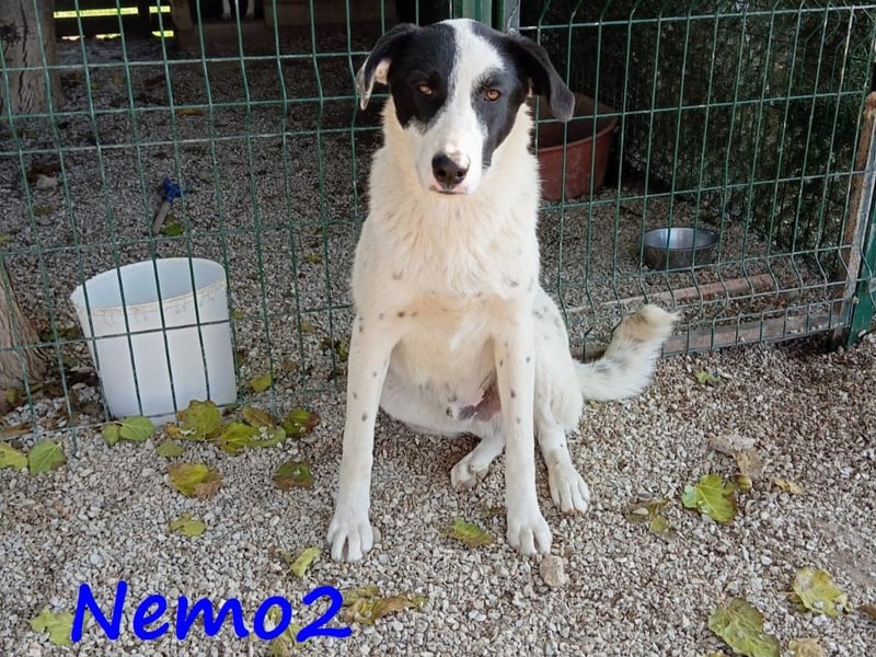 Nemo2 03/2023 (GRC) - ruhiger, ausgeglichener und verträglicher Junghund!