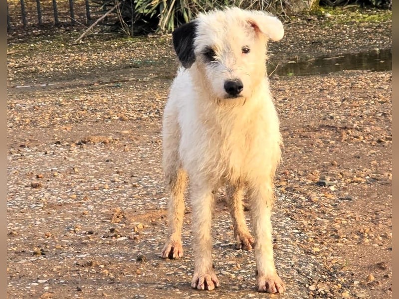 Pumba1 03/2024 (ESP) - sanfter, kleiner Wuschel sucht Menschen mit Empathie und Geduld!