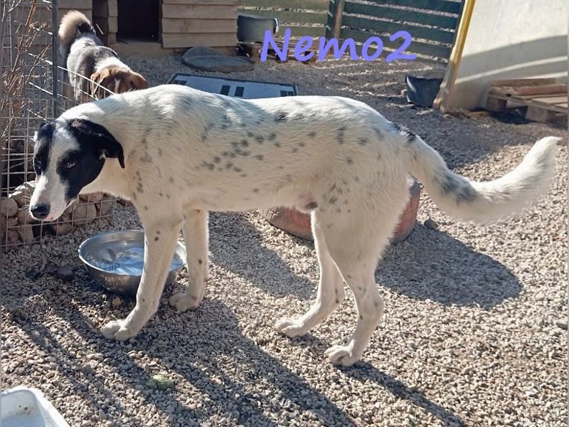 Nemo2 03/2023 (GRC) - ruhiger, ausgeglichener und verträglicher Junghund!